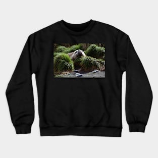 Southern Elephant Seal in the Tussock Grass, Macquarie Island Crewneck Sweatshirt